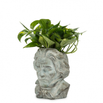 Beethoven planter holds 4" plant
