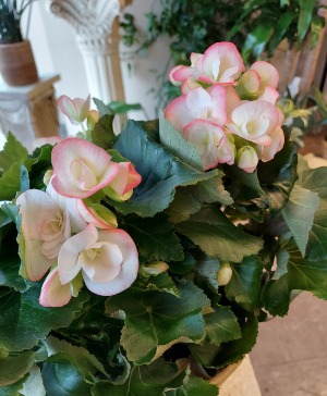 Begonia 