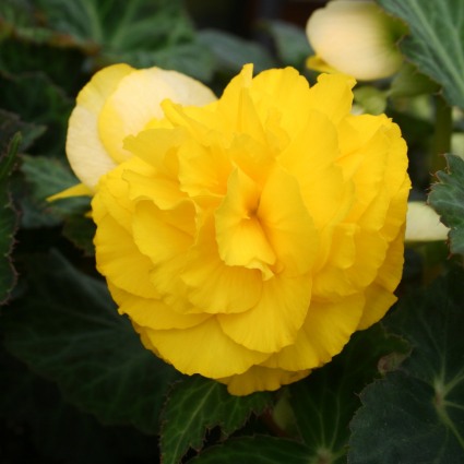 Begonia Annual