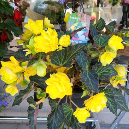 Begonia basket Outdoor plant