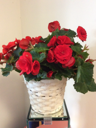 Begonia Blooming Plant