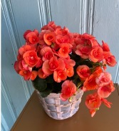 BEGONIA BLOOMING PLANT