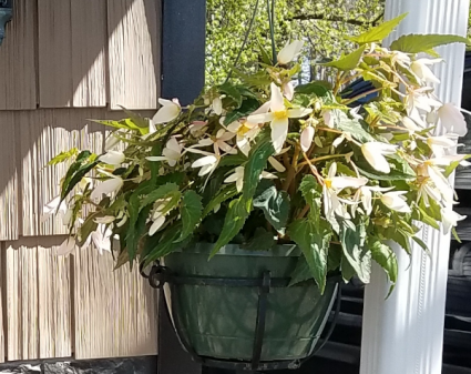 Begonia Hanging Basket 