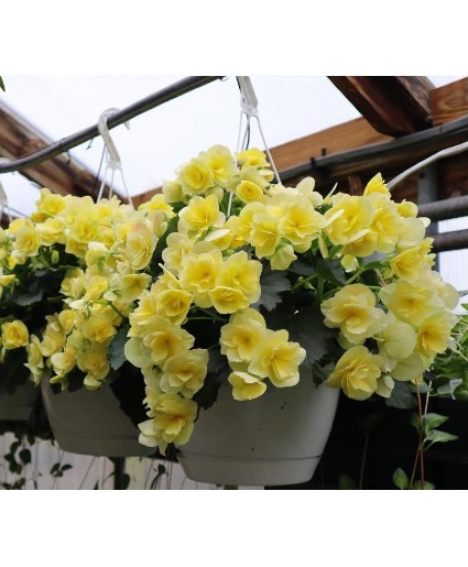 Begonia Hanging Basket 