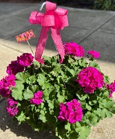 Fuchsia Geranium Hanging Basket