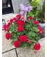 Geranium Hanging Basket Blooming Plant
