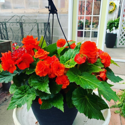Begonia Hanging Basket Plant