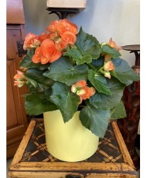 6" Orange Begonia in Pot Blooming Plant