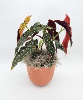 Begonia Maculata Plant