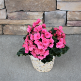 Bright Orange Blooming Plant  - Begonia