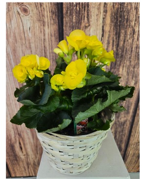 6" Begonia Plant NFS-P133
