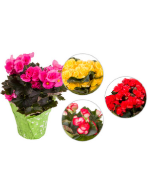 Begonia Plant 