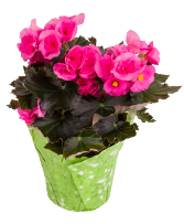 Begonia Plant