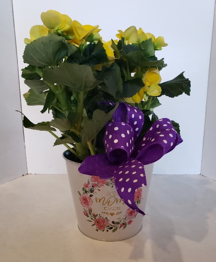 Begonia Plant