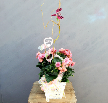 Begonia Plant For Mom