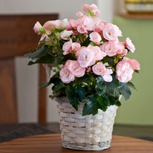 Begonia Plant