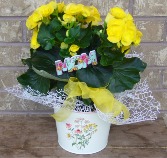 BEGONIA PLANTER Indoor Blooming Plant