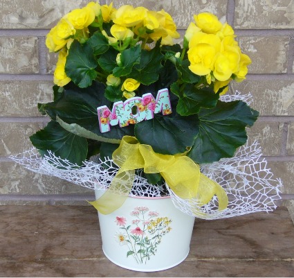 BEGONIA PLANTER Indoor Blooming Plant