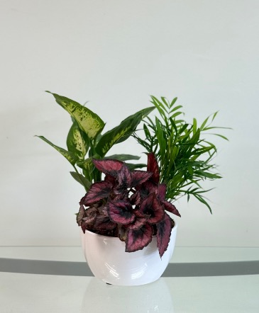 Begonia Red Kiss Dish Garden in Newmarket, ON | FLOWERS 'N THINGS FLOWER & GIFT SHOP Begonia Red Kiss Dish Garden in Newmarket, ON | FLOWERS 'N THINGS FLOWER & GIFT SHOP