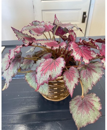 Begonia Rex  in Raymore, MO | COUNTRY VIEW FLORIST LLC