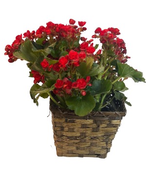 Begonias Blooming Plant