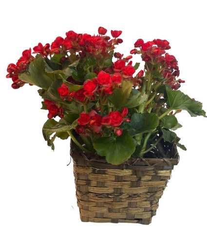 Begonias Blooming Plant