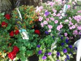 Hanging Baskets petunias, mixed, geraniums etc. Hanging Baskets