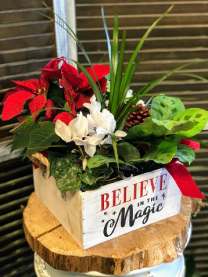 Believe in the Magic Holiday Plant Box Plants in Fairview, OR | QUAD'S GARDEN - Home to Trinette's Floral Believe in the Magic Holiday Plant Box Plants in Fairview, OR | QUAD'S GARDEN - Home to Trinette's Floral