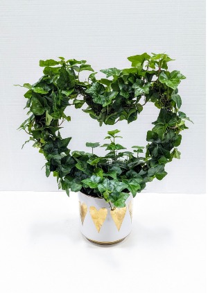 Heart of Gold Ivy 
