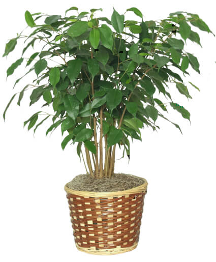 Ficus Benjamin Nagylevelű