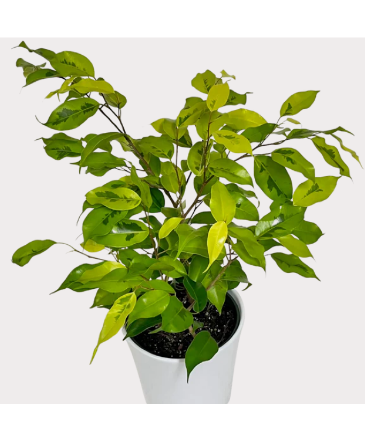 Benjamina Lime Ficus House Plant in Newmarket, ON | FLOWERS 'N THINGS FLOWER & GIFT SHOP