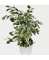 Benjamina Variegated Ficus Plant