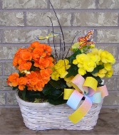 BEONIA PLANTER BASKET Indoor Blooming Plant