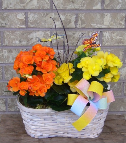 BEONIA PLANTER BASKET Indoor Blooming Plant