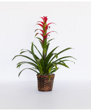 Beromeliad Plant