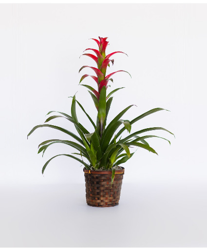 Beromeliad Plant