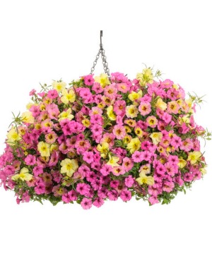 Blooming Hanging Basket - Lemonade 