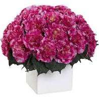 Berry Carnations