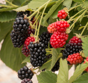 Berry Plants in Valley City, OH | HILL HAVEN FLORIST & GREENHOUSE Berry Plants in Valley City, OH | HILL HAVEN FLORIST & GREENHOUSE
