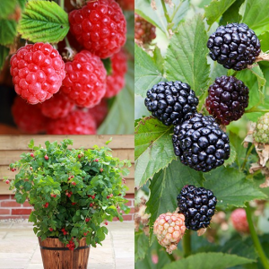 Berry Plants-Fig Elderberry, Blackberry, Raspberry Greenhouse