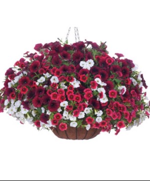 Berry Red Hanging Basket in Burns, OR | 4B Nursery And Floral Berry Red Hanging Basket in Burns, OR | 4B Nursery And Floral