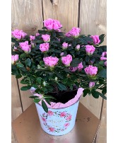Best MOM Azalea plant Happy Mothers day!