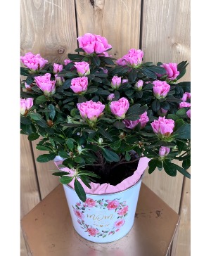 Best MOM Azalea plant Happy Mothers day!