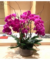 Best Pinks Orchid Planted Container 