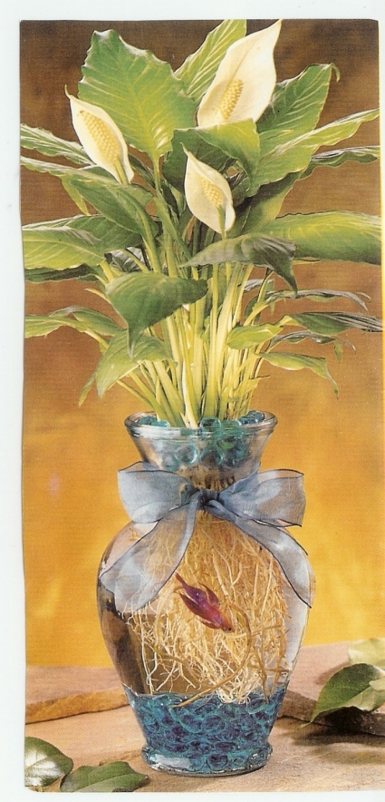 Beta Fish Arrangement Plant