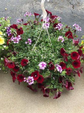 Beautiful Annual Flower Baskets Hanging Basket In Bloomington In Mary M S Walnut House Flowers And Gifts