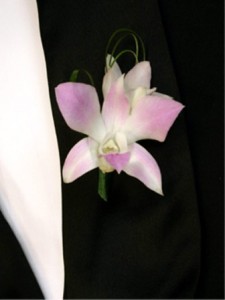 Bi- color Dendrobium
