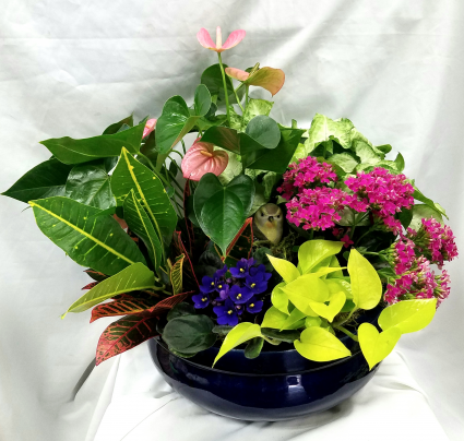 Big Bad Planter Dish Garden