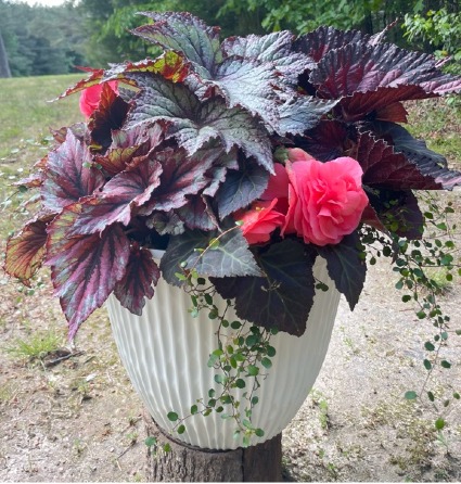 Big Beautiful Planter