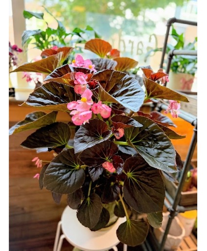 Big Blooming Begonia House Plant